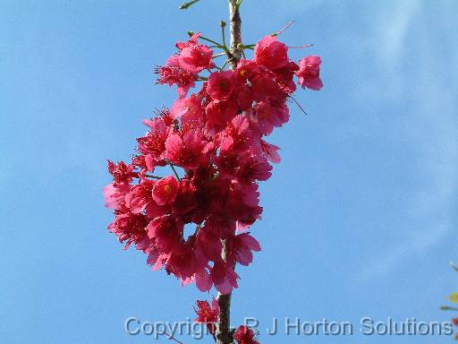 Prunus campanulata sky 